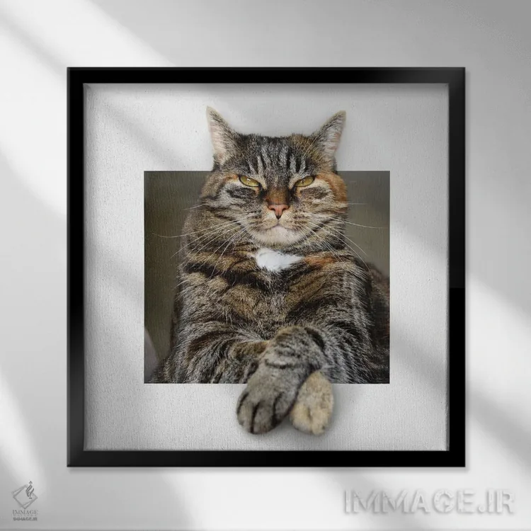تابلو دکوراتیو گربه بزرگ استراحت کنان در قاب اثر مایک کیف - نمای قابدار مشکی