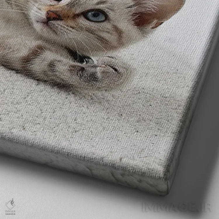 تابلو دکوراتیو بچه گربه استراحت کنان در حال تماشای ماهی اثر مایک کیف - نمای نزدیک بافت بوم