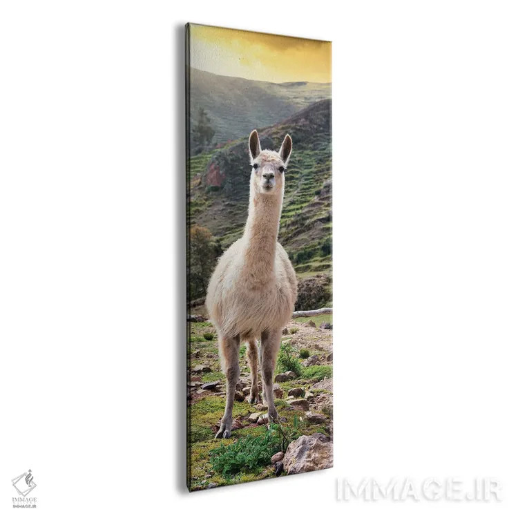 تابلو دکوراتیو لاما در غروب اثر فیلیپ هوگونار - نمای پرسپکتیو محصول