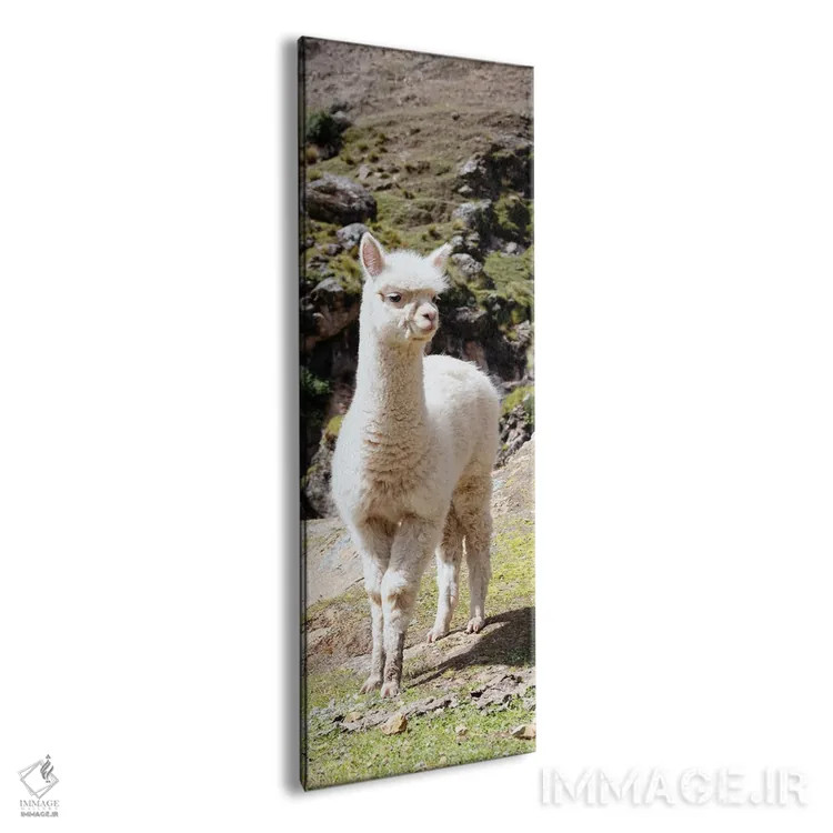 تابلو دکوراتیو لاما بچه زیبا اثر فیلیپ هوگونار - نمای پرسپکتیو محصول