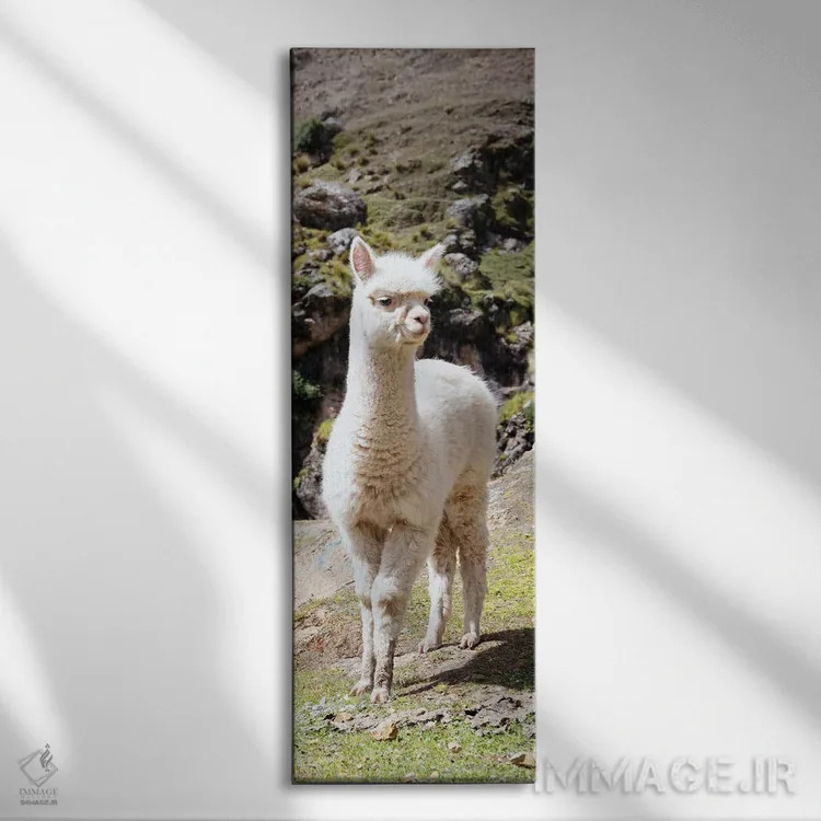 تابلو دکوراتیو لاما بچه زیبا اثر فیلیپ هوگونار - نمای روبهرو روی دیوار