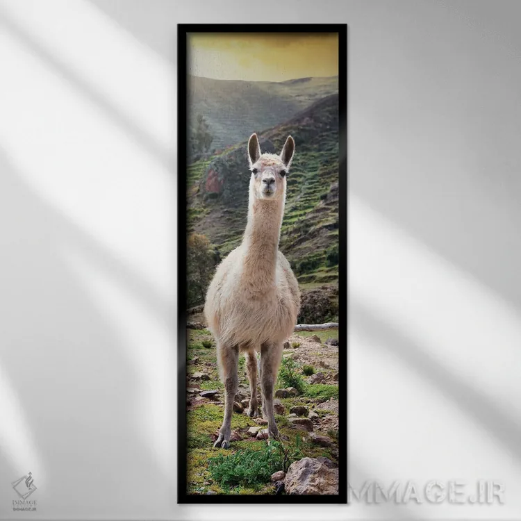 تابلو دکوراتیو لاما در غروب اثر فیلیپ هوگونار - نمای قابدار مشکی