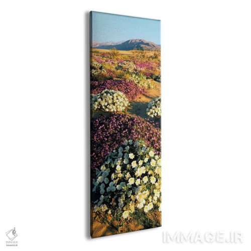 تابلو دکوراتیو Anza-Borrego Desert State Park, California, USA" - "گرو… اثر پانورامیک ایمجز - نمای پرسپکتیو محصول