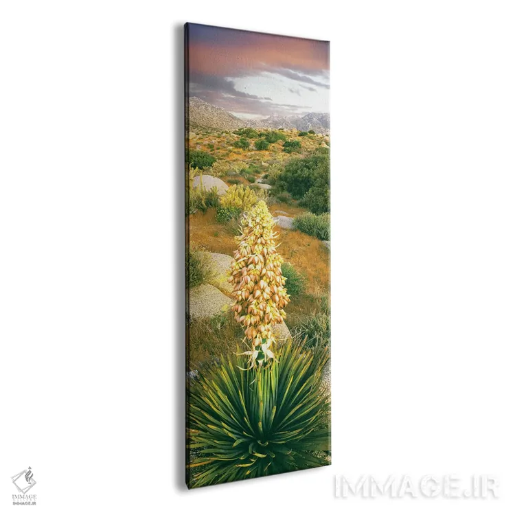 تابلو دکوراتیو Culp Valley, Anza-Borrego Desert State Park, California… اثر پانورامیک ایمجز - نمای پرسپکتیو محصول