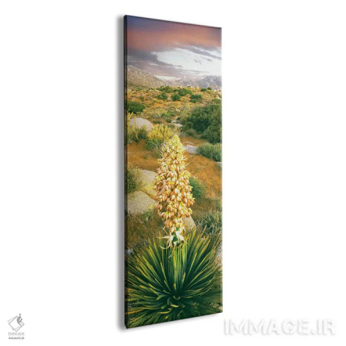 تابلو دکوراتیو Culp Valley, Anza-Borrego Desert State Park, California… اثر پانورامیک ایمجز - نمای پرسپکتیو محصول