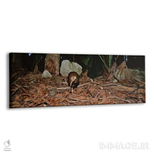 تابلو دکوراتیو Lord Howe Island, Australia,پرنده وودهن لرد هاو ایستاده… اثر پانورامیک ایمجز - نمای پرسپکتیو محصول