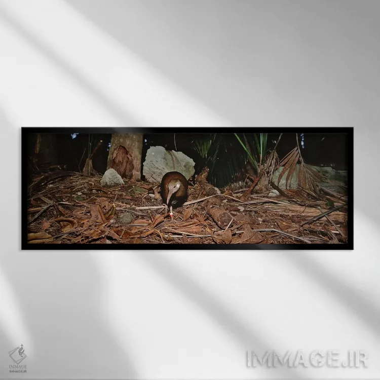 تابلو دکوراتیو Lord Howe Island, Australia,پرنده وودهن لرد هاو ایستاده… اثر پانورامیک ایمجز - نمای قابدار مشکی