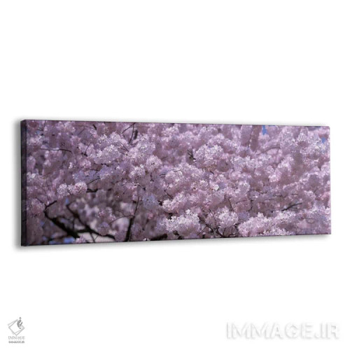 تابلو دکوراتیو Washington DC, Close-up of cherry blossoms,ایالات متحده… اثر پانورامیک ایمجز - نمای پرسپکتیو محصول
