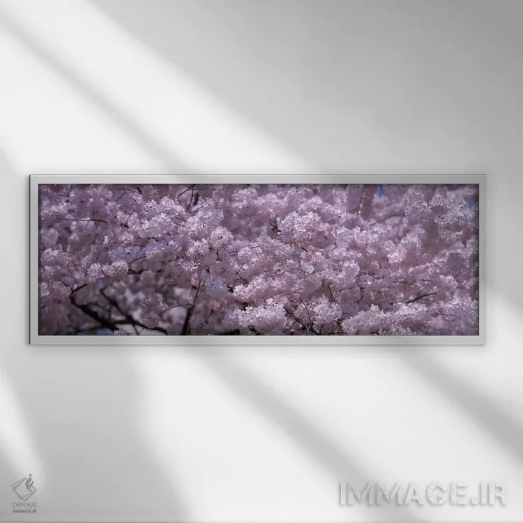 تابلو دکوراتیو Washington DC, Close-up of cherry blossoms,ایالات متحده… اثر پانورامیک ایمجز - نمای قابدار سفید