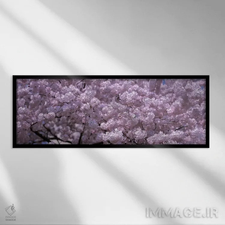 تابلو دکوراتیو Washington DC, Close-up of cherry blossoms,ایالات متحده… اثر پانورامیک ایمجز - نمای قابدار مشکی