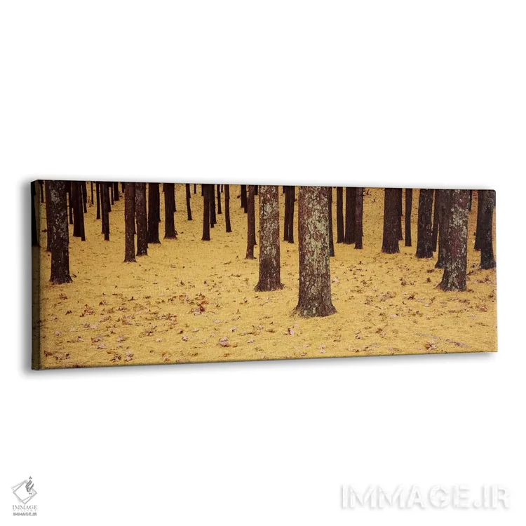 تابلو دکوراتیو Cape Cod, Massachusetts, USA,نمای پایین از درختان کاج و… اثر پانورامیک ایمجز - نمای پرسپکتیو محصول