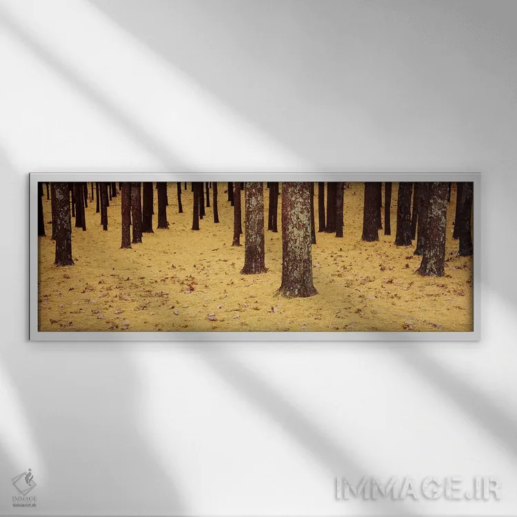 تابلو دکوراتیو Cape Cod, Massachusetts, USA,نمای پایین از درختان کاج و… اثر پانورامیک ایمجز - نمای قابدار سفید