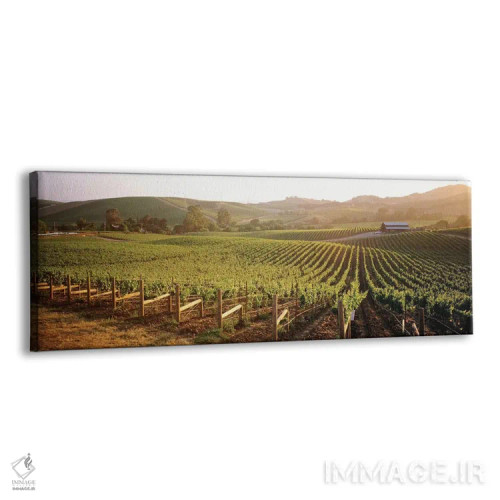 تابلو دکوراتیو Los Carneros AVA, Napa Valley, California, USA,چشم اندا… اثر پانورامیک ایمجز - نمای پرسپکتیو محصول