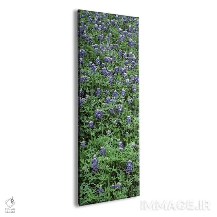 تابلو دکوراتیو Bluebonnets, Austin, Texas, USA,نمای بالا از گیاهان، گل… اثر پانورامیک ایمجز - نمای پرسپکتیو محصول