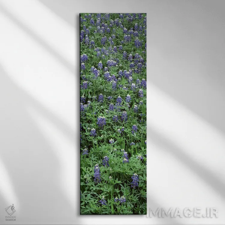تابلو دکوراتیو Bluebonnets, Austin, Texas, USA,نمای بالا از گیاهان، گل… اثر پانورامیک ایمجز - نمای روبهرو روی دیوار