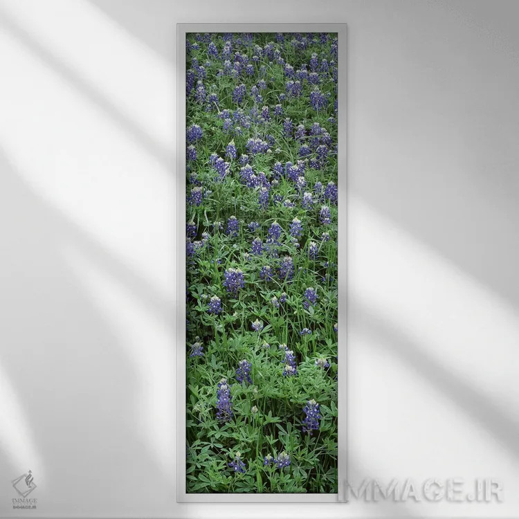 تابلو دکوراتیو Bluebonnets, Austin, Texas, USA,نمای بالا از گیاهان، گل… اثر پانورامیک ایمجز - نمای قابدار سفید