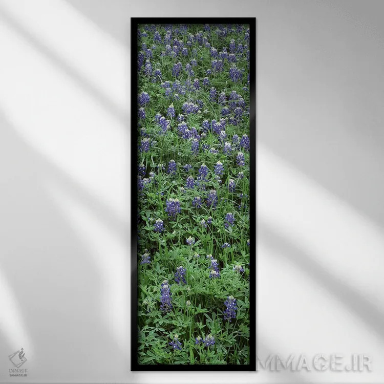تابلو دکوراتیو Bluebonnets, Austin, Texas, USA,نمای بالا از گیاهان، گل… اثر پانورامیک ایمجز - نمای قابدار مشکی