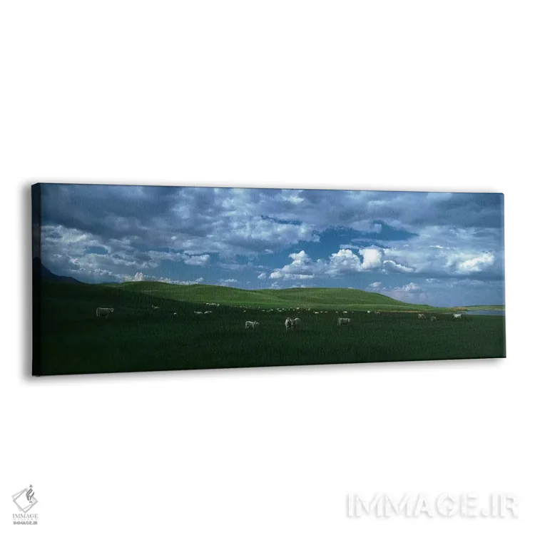 تابلو دکوراتیو Rocky Mountains, Montana, USA,گاوهای شاروله در حال چرا… اثر پانورامیک ایمجز - نمای پرسپکتیو محصول