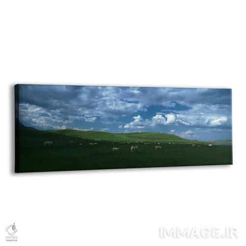 تابلو دکوراتیو Rocky Mountains, Montana, USA,گاوهای شاروله در حال چرا… اثر پانورامیک ایمجز - نمای پرسپکتیو محصول