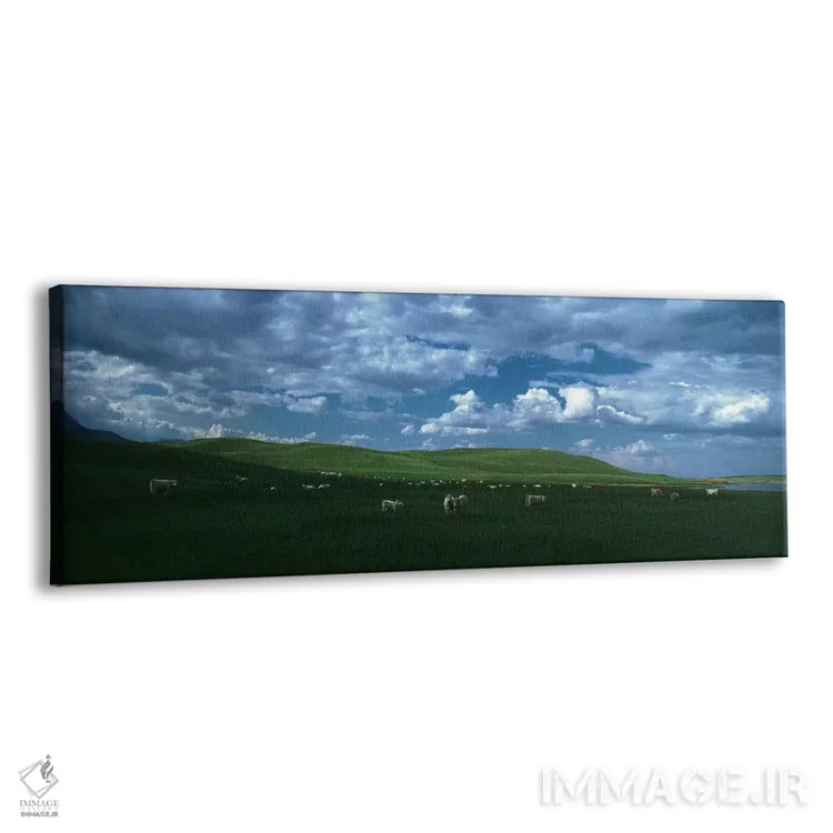 تابلو دکوراتیو Rocky Mountains, Montana, USA,گاوهای شاروله در حال چرا… اثر پانورامیک ایمجز - نمای پرسپکتیو محصول