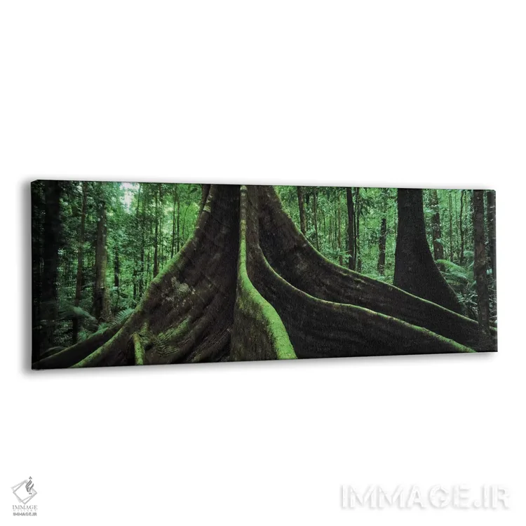 تابلو دکوراتیو Daintree National Park, Far North, Queensland, Australi… اثر پانورامیک ایمجز - نمای پرسپکتیو محصول