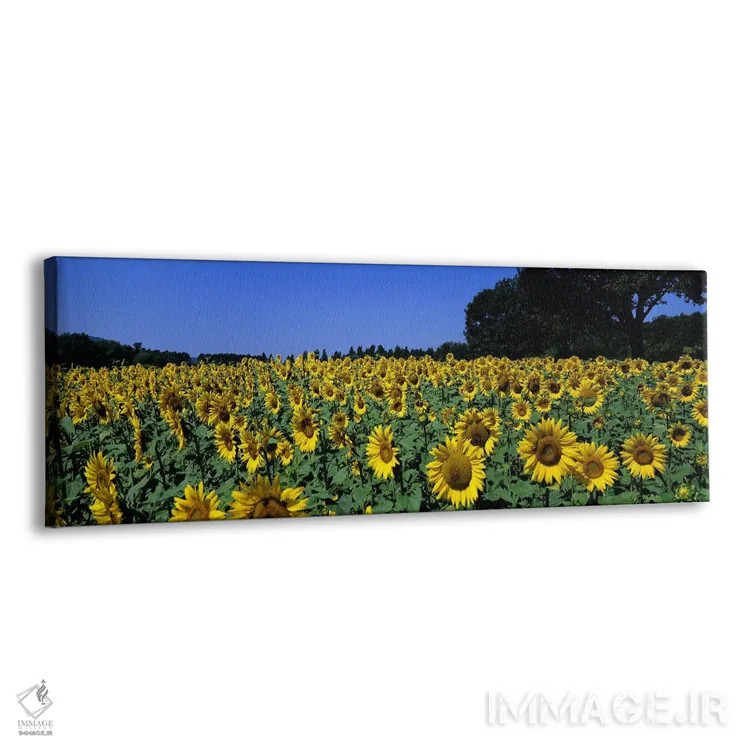 تابلو دکوراتیو Provence-Alpes-Cote d'Azur, France,مزرعه آفتابگردان، پر… اثر پانورامیک ایمجز - نمای پرسپکتیو محصول