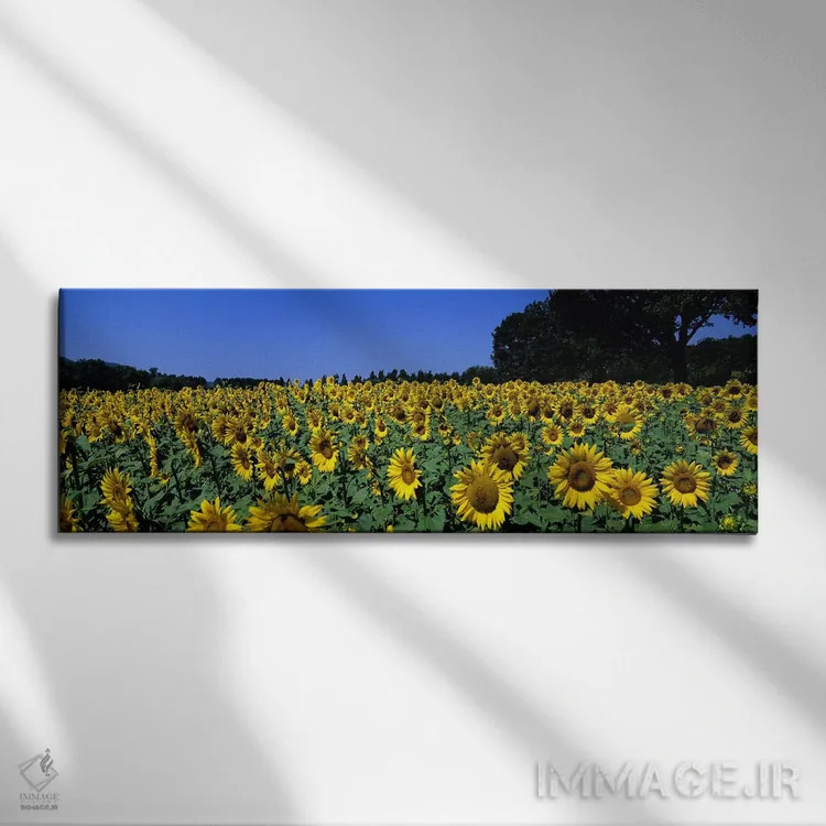 تابلو دکوراتیو Provence-Alpes-Cote d'Azur, France,مزرعه آفتابگردان، پر… اثر پانورامیک ایمجز - نمای روبهرو روی دیوار
