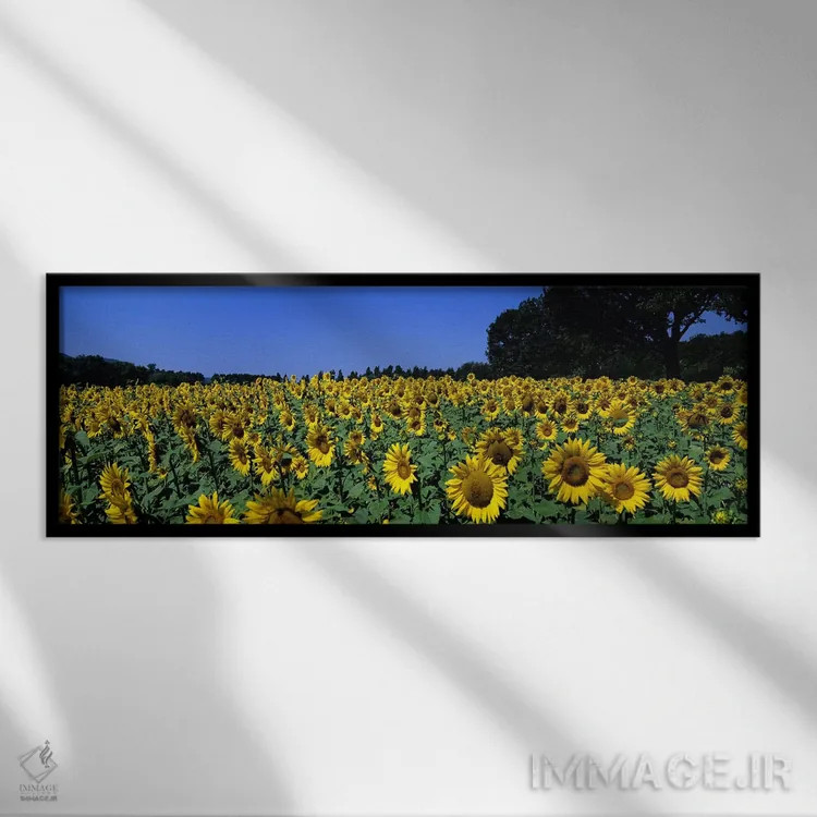تابلو دکوراتیو Provence-Alpes-Cote d'Azur, France,مزرعه آفتابگردان، پر… اثر پانورامیک ایمجز - نمای قابدار مشکی