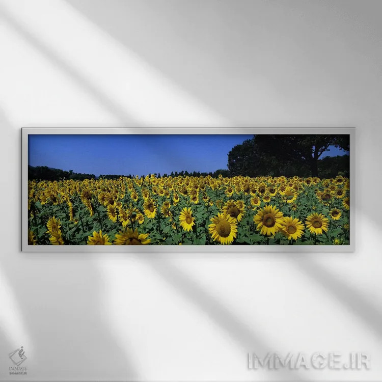 تابلو دکوراتیو Provence-Alpes-Cote d'Azur, France,مزرعه آفتابگردان، پر… اثر پانورامیک ایمجز - نمای قابدار سفید