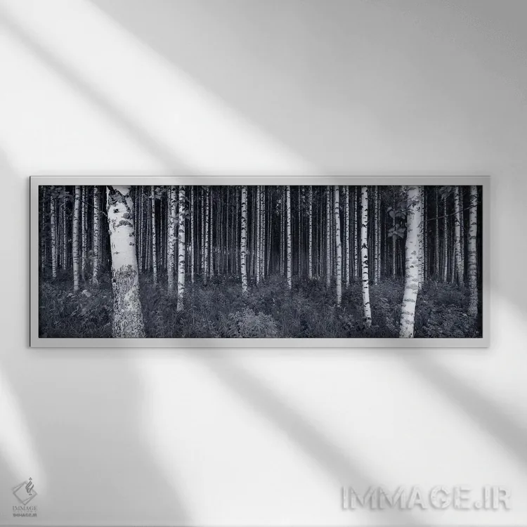 تابلو دکوراتیو Finland,درختان توس در جنگل، فنلاند اثر پانورامیک ایمجز - نمای قابدار سفید