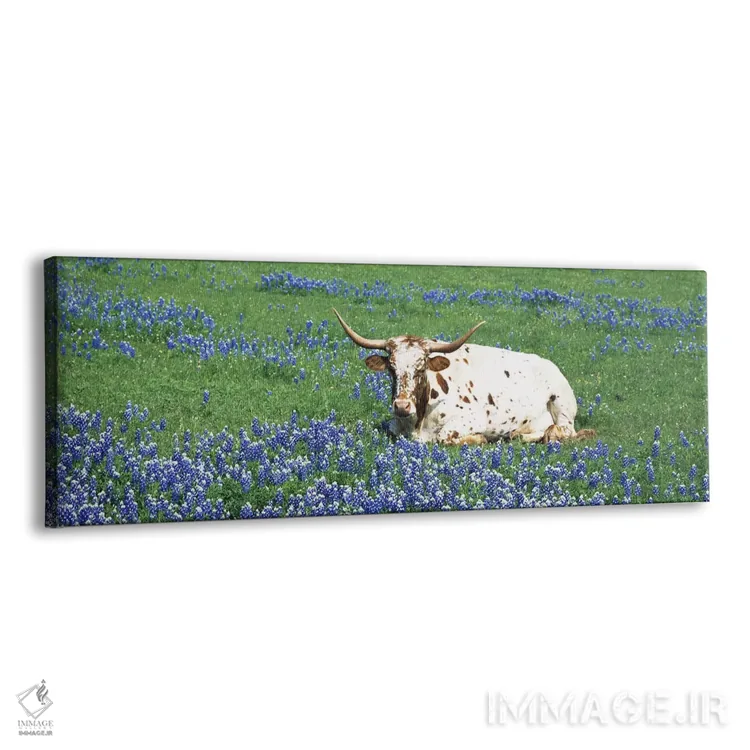 تابلو دکوراتیو Texas, USA,گاو لانگهورن تگزاس نشسته در مزرعه، شهرستان ه… اثر پانورامیک ایمجز - نمای پرسپکتیو محصول