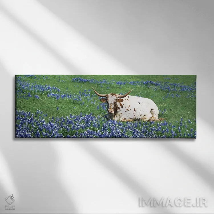 تابلو دکوراتیو Texas, USA,گاو لانگهورن تگزاس نشسته در مزرعه، شهرستان ه… اثر پانورامیک ایمجز - نمای روبهرو روی دیوار