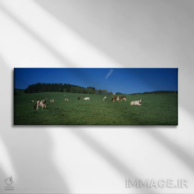 تابلو دکوراتیو St. Peter, Black Forest, Germany,گله گاو در حال چرا در… اثر پانورامیک ایمجز - نمای روبهرو روی دیوار