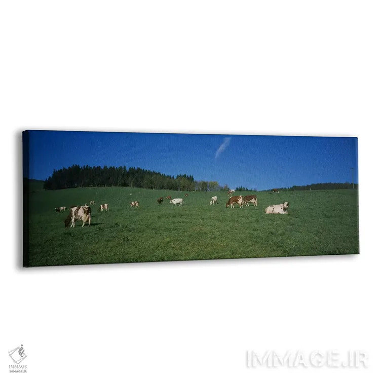 تابلو دکوراتیو St. Peter, Black Forest, Germany,گله گاو در حال چرا در… اثر پانورامیک ایمجز - نمای پرسپکتیو محصول