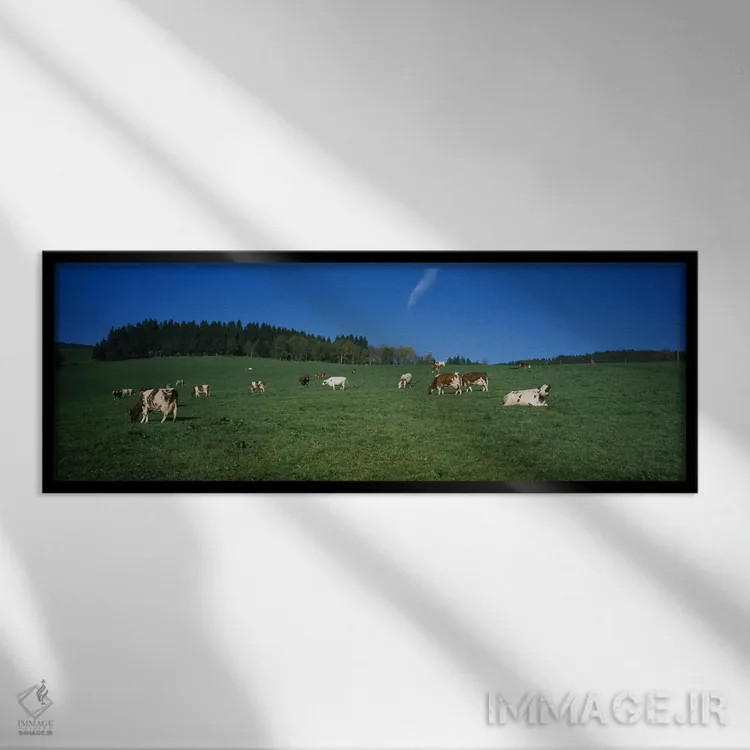 تابلو دکوراتیو St. Peter, Black Forest, Germany,گله گاو در حال چرا در… اثر پانورامیک ایمجز - نمای قابدار مشکی