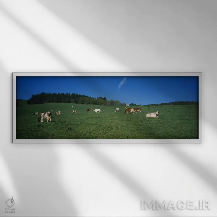 تابلو دکوراتیو St. Peter, Black Forest, Germany,گله گاو در حال چرا در… اثر پانورامیک ایمجز - نمای قابدار سفید