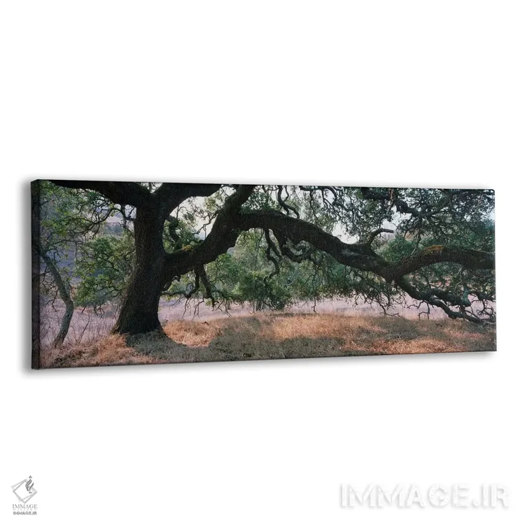 تابلو دکوراتیو Sonoma County, California, USA,جنگل بلوط، شهرستان سونوم… اثر پانورامیک ایمجز - نمای پرسپکتیو محصول