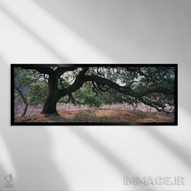 تابلو دکوراتیو Sonoma County, California, USA,جنگل بلوط، شهرستان سونوم… اثر پانورامیک ایمجز - نمای قابدار مشکی