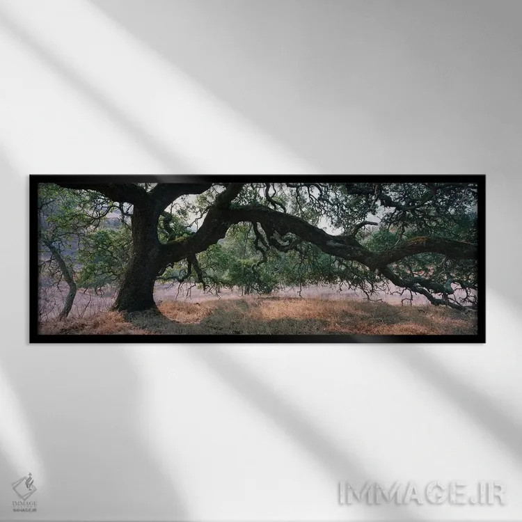 تابلو دکوراتیو Sonoma County, California, USA,جنگل بلوط، شهرستان سونوم… اثر پانورامیک ایمجز - نمای قابدار مشکی