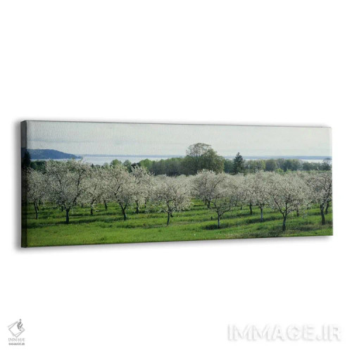 تابلو دکوراتیو Traverse City, Old Mission Peninsula, Michigan, USA,شکو… اثر پانورامیک ایمجز - نمای پرسپکتیو محصول