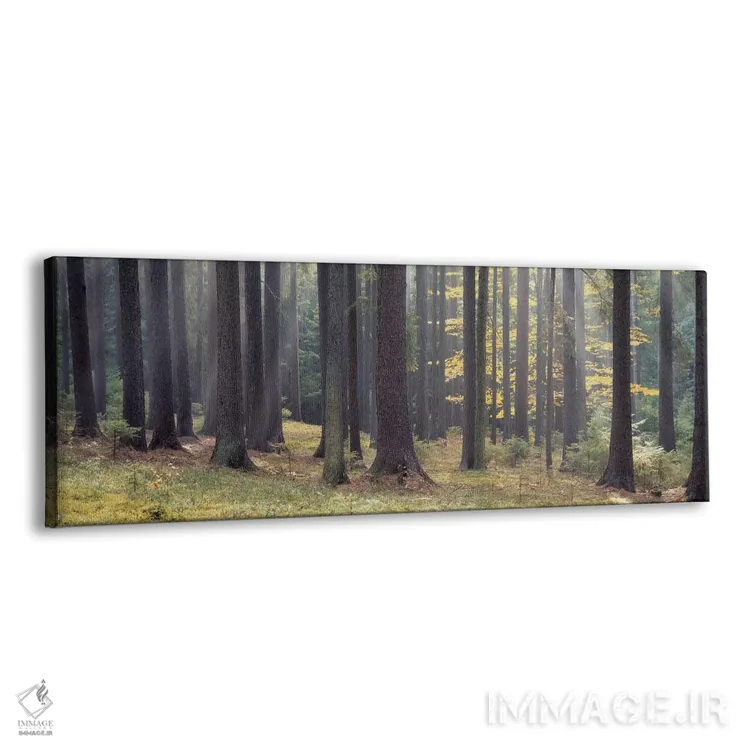 تابلو دکوراتیو South Bohemia, Czech Republic,درختان جنگل، بوهمیای جنوب… اثر پانورامیک ایمجز - نمای پرسپکتیو محصول