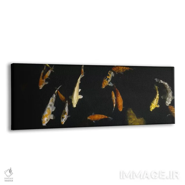 تابلو دکوراتیو Japanese Koi Fish, Capitol Aquarium, Sacramento, Califo… اثر پانورامیک ایمجز - نمای پرسپکتیو محصول