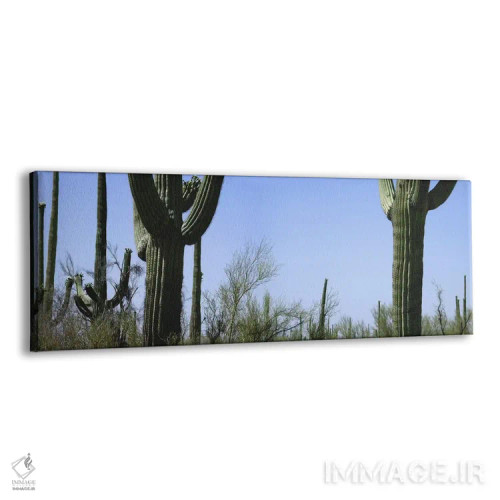 تابلو دکوراتیو Saguaro National Park, Tucson, Arizona, USA,نمای میانی… اثر پانورامیک ایمجز - نمای پرسپکتیو محصول