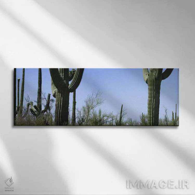 تابلو دکوراتیو Saguaro National Park, Tucson, Arizona, USA,نمای میانی… اثر پانورامیک ایمجز - نمای روبهرو روی دیوار