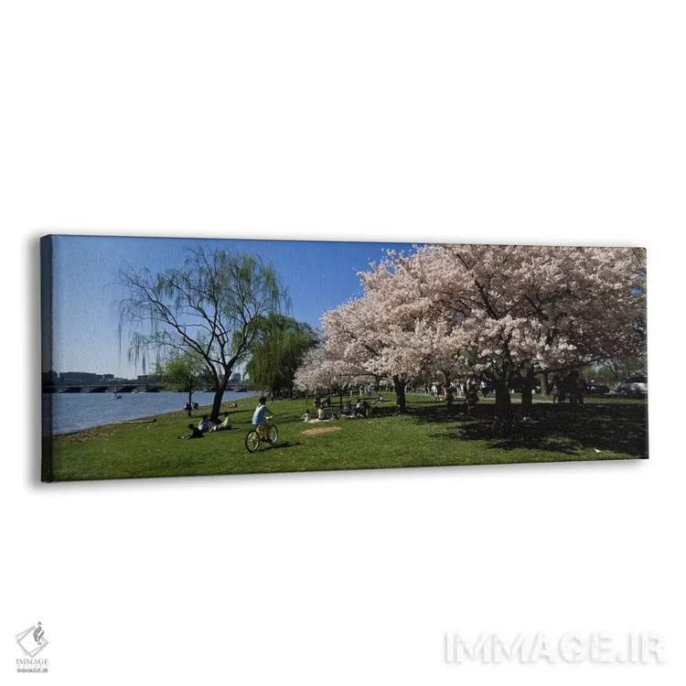 تابلو دکوراتیو Cherry Blossom, Washington DC, USA,گروهی از مردم در باغ… اثر پانورامیک ایمجز - نمای پرسپکتیو محصول