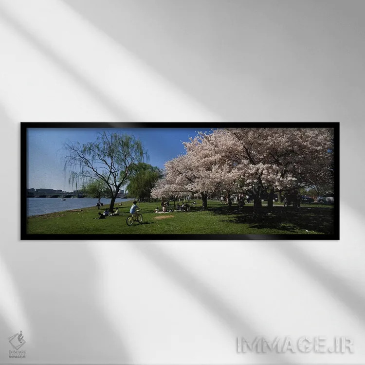 تابلو دکوراتیو Cherry Blossom, Washington DC, USA,گروهی از مردم در باغ… اثر پانورامیک ایمجز - نمای قابدار مشکی