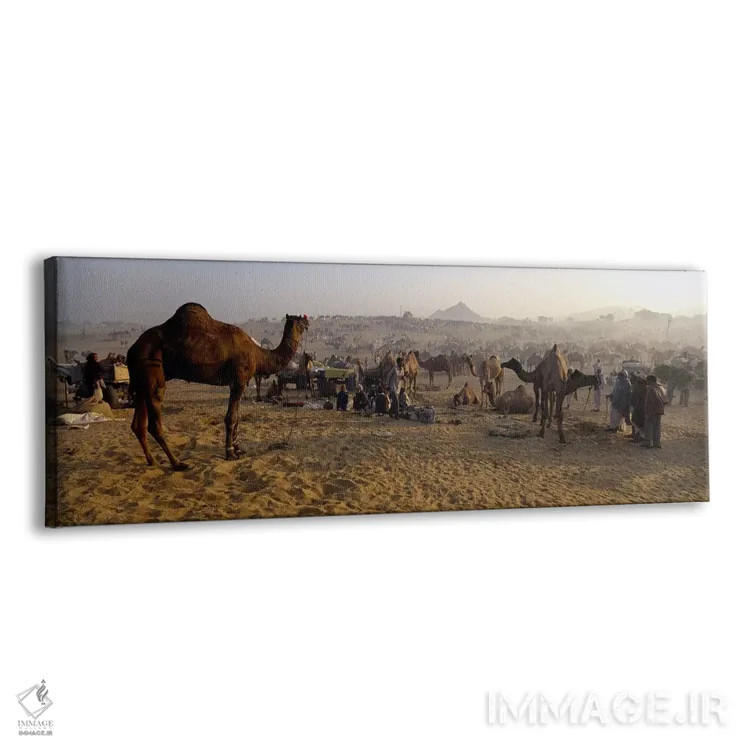 تابلو دکوراتیو Pushkar Camel Fair, Pushkar, Rajasthan, India,شترها در… اثر پانورامیک ایمجز - نمای پرسپکتیو محصول