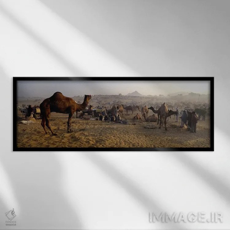 تابلو دکوراتیو Pushkar Camel Fair, Pushkar, Rajasthan, India,شترها در… اثر پانورامیک ایمجز - نمای قابدار مشکی