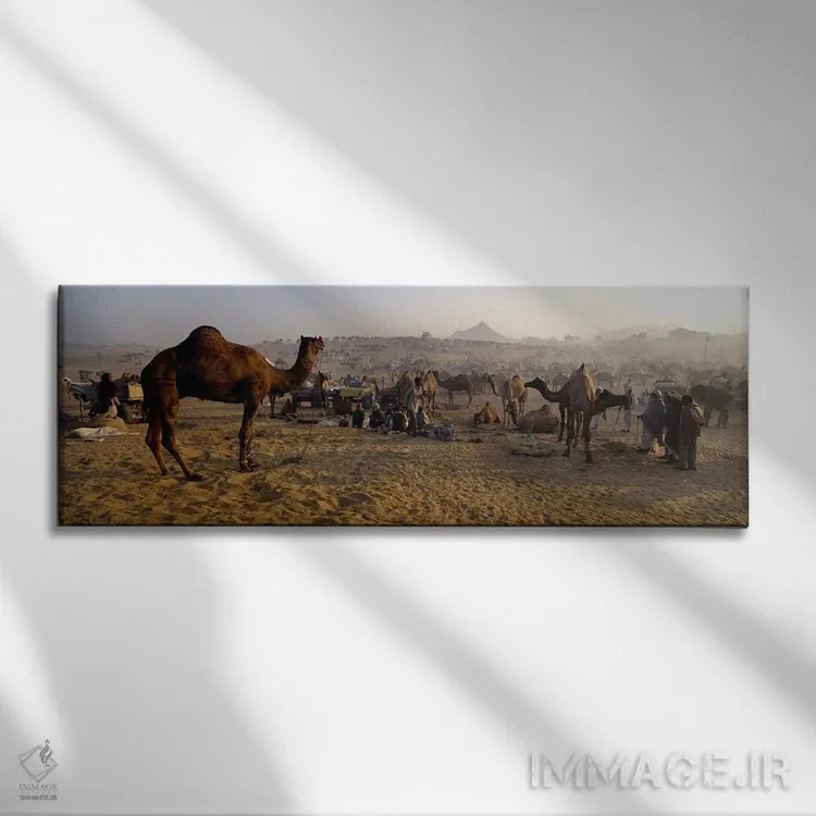 تابلو دکوراتیو Pushkar Camel Fair, Pushkar, Rajasthan, India,شترها در… اثر پانورامیک ایمجز - نمای روبهرو روی دیوار