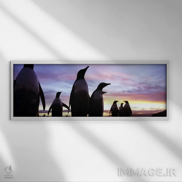 تابلو دکوراتیو Falkland Islands ,سیلوئت گروهی از پنگوئن های جنتو، جزای… اثر پانورامیک ایمجز - نمای قابدار سفید